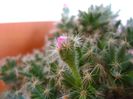 Trichodiadema densum