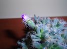 Trichodiadema densum