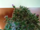 Trichodiadema densum