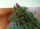 Trichodiadema densum