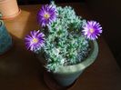 Trichodiadema densum