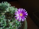 Trichodiadema densum