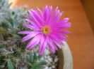Dec. 2018: Trichodiadema densum