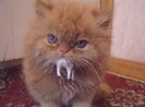 poze-animale-haioase-pisici-lapte-20081010-300x222