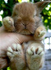 poze-animale-iepuri-dragut
