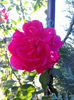 Coral Dawn
