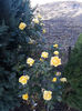 Gold Reef