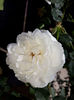 Boule de Neige
