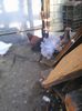 Photo1649 - Copy