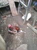 Photo1666 - Copy
