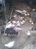 Photo1744 - Copy