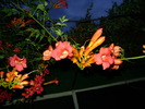 luleaua turcului