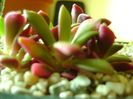 Anacampseros telephiastrum variegata