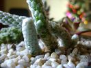 Anacampseros (Avonia) papyracea