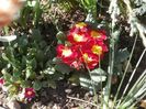 flori martie 2014 (3)