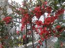 flori martie 2014 (11)