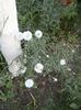 f P5280097 (7)