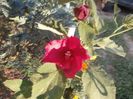 ibiscus (4)