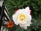 flori in curte (6)