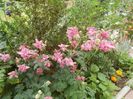 flori mai 2014 (42)