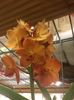Vanda -3.01.2019