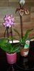 Paphiopedilum American Hibrid+taisuco jesper