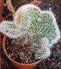 Neobuxbaumia polylopha cristata