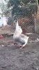 Screenshot_20190111-103143_Video Player