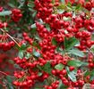 pyracantha-coccinea-red-column~7737357