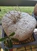 Ibervillea sonorae - achizitionata
