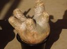 Pachypodium eburneum
