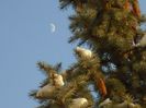 Luna in crestere in Berbec
