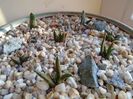 Perioada de repaus: Ariocarpus