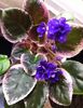 FUNANBULE