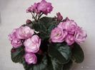 NESS SATIN ROSE