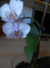 orhidee 01