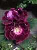 Gloxinia