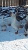 VideoCapture_20190117-123900