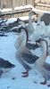 VideoCapture_20190117-124229