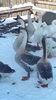 VideoCapture_20190117-124234
