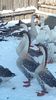 VideoCapture_20190117-124231