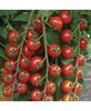 seminte-de-rosii-cherry-tropical-f1-700x850