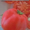 Tomate-ANGELINA-F1-seminte-rosii-roze-dzhinka-
