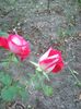 Photo0482