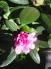 Photo0549
