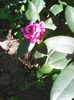 Photo0550