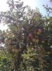 Frumusetea Romei