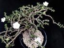 Sarcocaulon vanderietiae