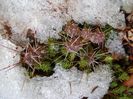 Cactusi si suculente winter-hardy