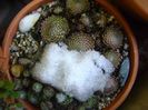 Cactusi si suculente winter-hardy